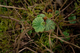  Naturheilpraxis Anna Wendels Riegelsberg